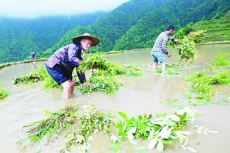 春天多打秧蒿肥田 秋天就有好收成