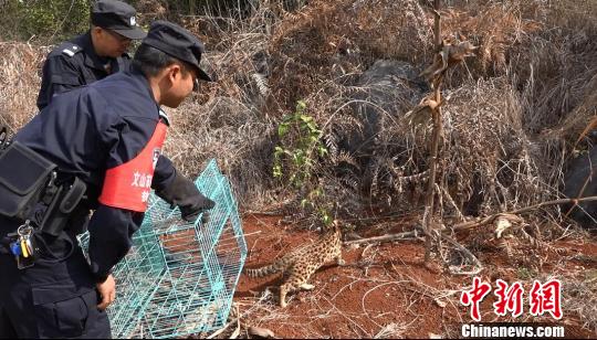 “三有动物”豹猫疑似中毒 云南森警及时救治