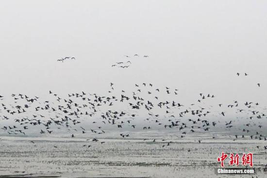 中国最大淡水湖鄱阳湖越冬候鸟开始北迁