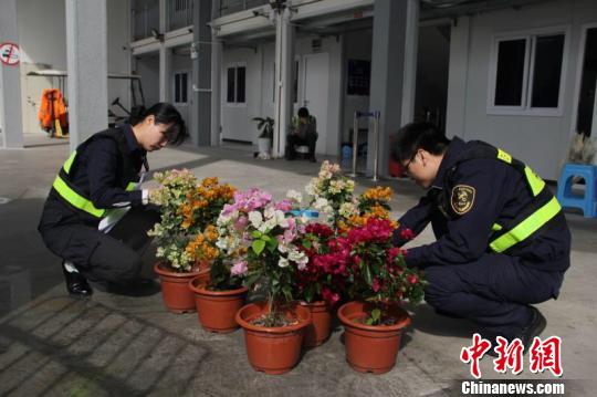 年宵花卉串起珠澳两地情 需求量稳步增长