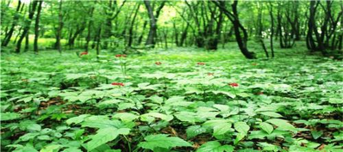 集安：一夜好风吹 人参产业花开万枝