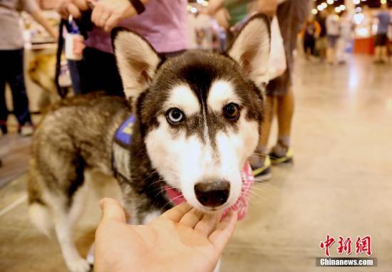 狗狗的眼神看着像婴儿？研究者：它们的眼睛进化了