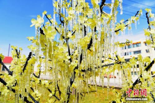 登高赏秋景、饮菊花酒……寒露习俗有哪些？