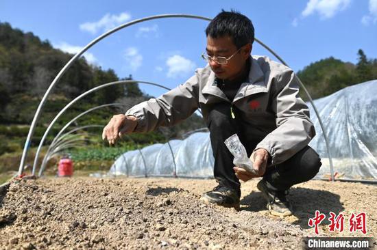 'Space seeds' enter breeding trial in east China